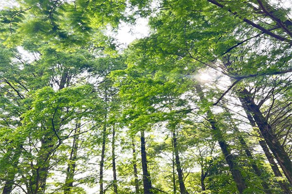 新加坡留学为啥突然这么火了？