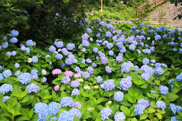 高考后如何申请新加坡PSB学院？